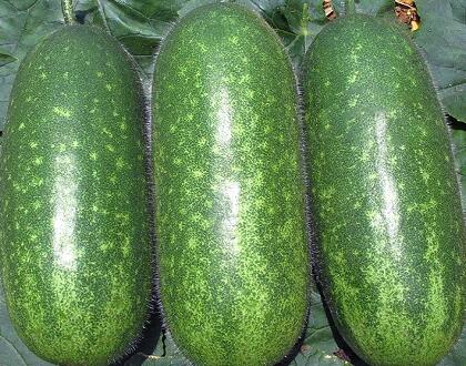 新鮮瓜果配送:節(jié)瓜