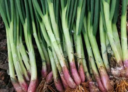 新鮮蔬菜配送:蔥